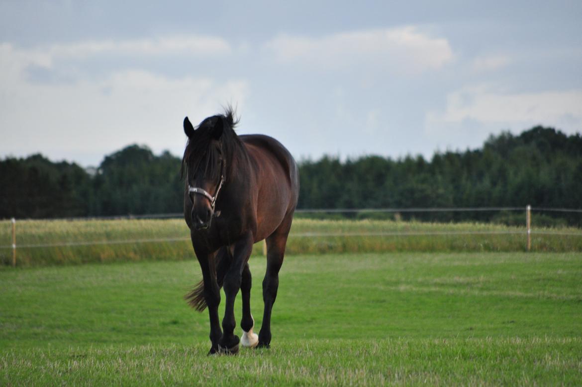 Oldenborg Sigersholmgårds Uno-boy - Courage, strength and loyalty is taught from the heart of a horse. billede 8