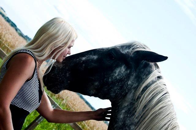 Knabstrupper Friis' Safia billede 5