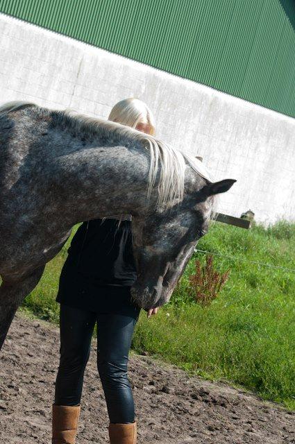 Knabstrupper Friis' Safia billede 9