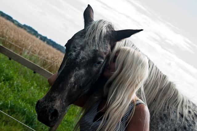 Knabstrupper Friis' Safia billede 10