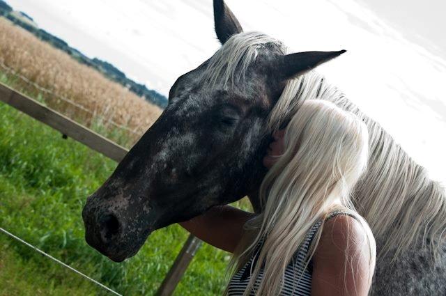 Knabstrupper Friis' Safia billede 13