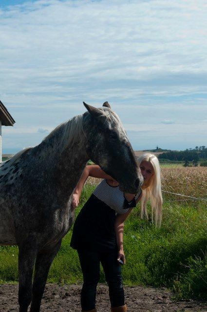 Knabstrupper Friis' Safia billede 15