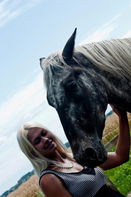 Knabstrupper Friis' Safia billede 17