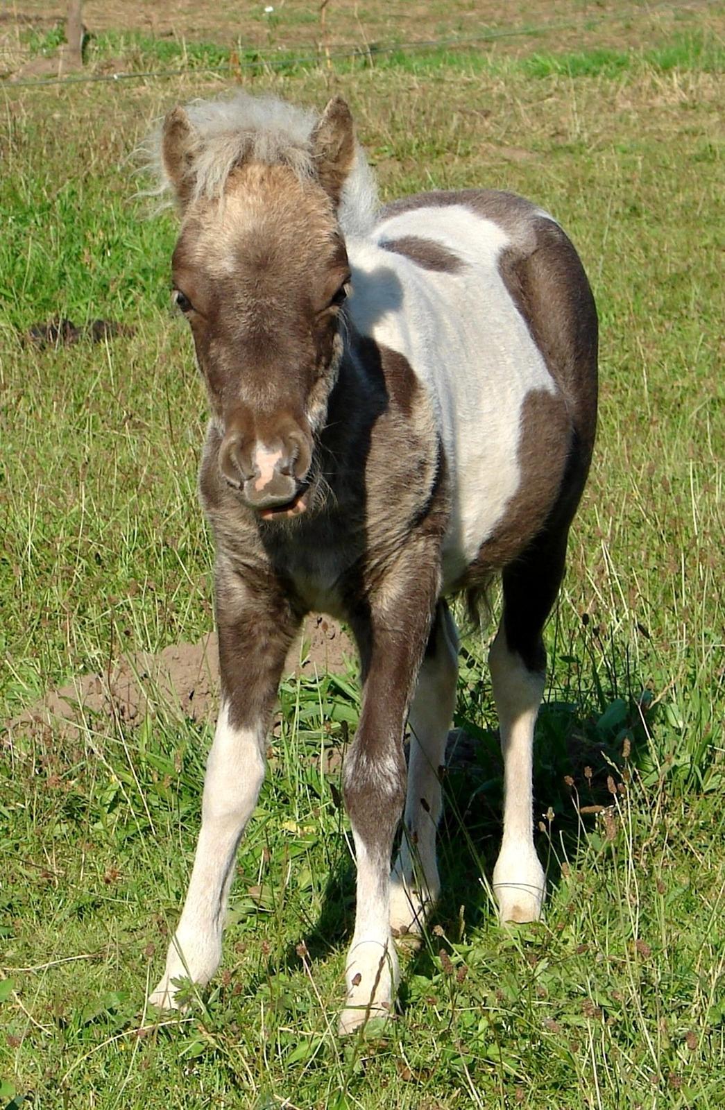 Belgisk Miniature MHS Ultra Denique Showgirl - 15/8-2012 Nu med ny farve :-) billede 18