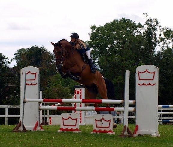 Dansk Varmblod Munknæss Aya-costa billede 1