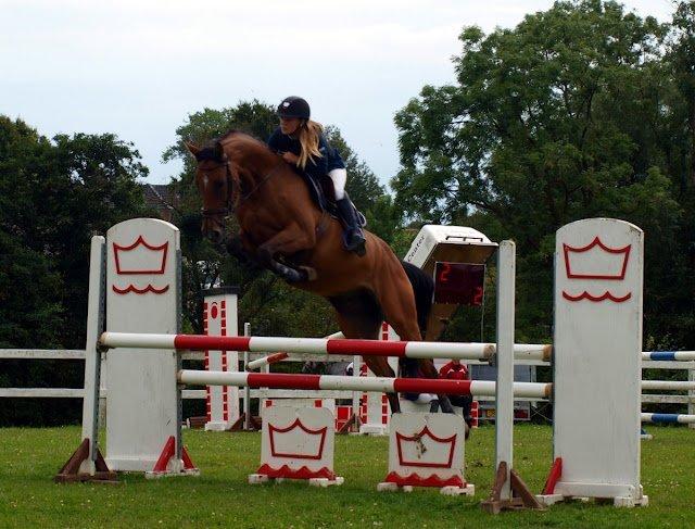 Dansk Varmblod Munknæss Aya-costa billede 2