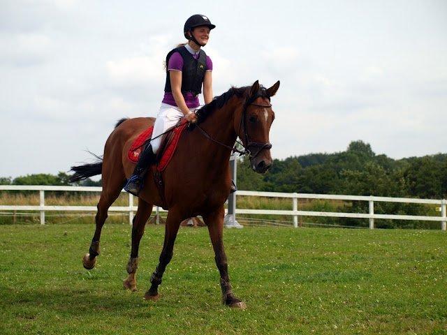 Dansk Varmblod Munknæss Aya-costa billede 3