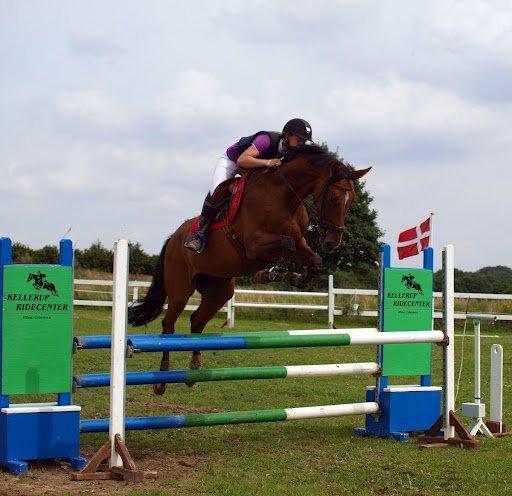 Dansk Varmblod Munknæss Aya-costa billede 4