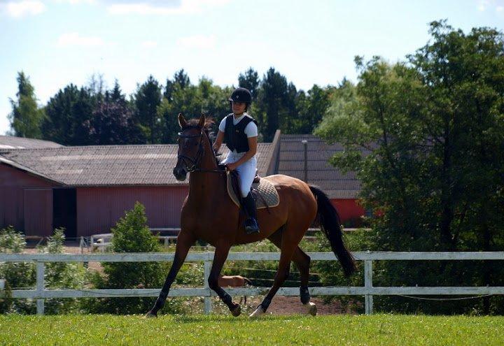 Dansk Varmblod Munknæss Aya-costa billede 5