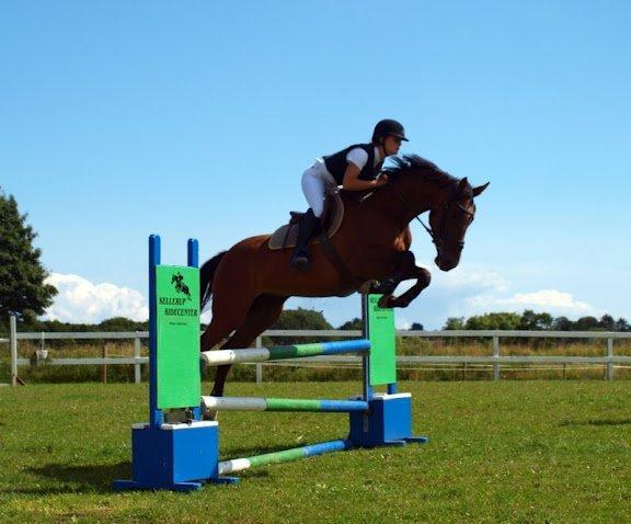 Dansk Varmblod Munknæss Aya-costa billede 6