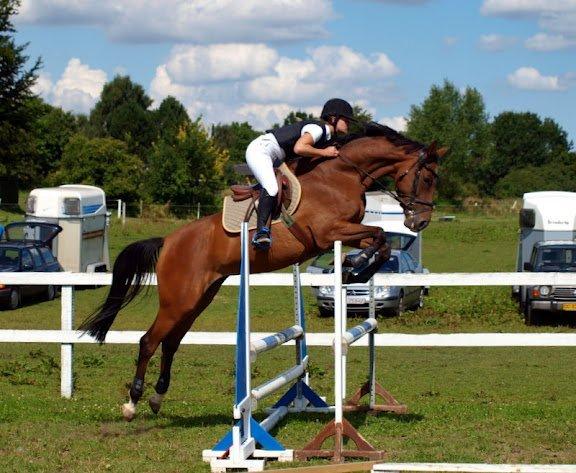 Dansk Varmblod Munknæss Aya-costa billede 7