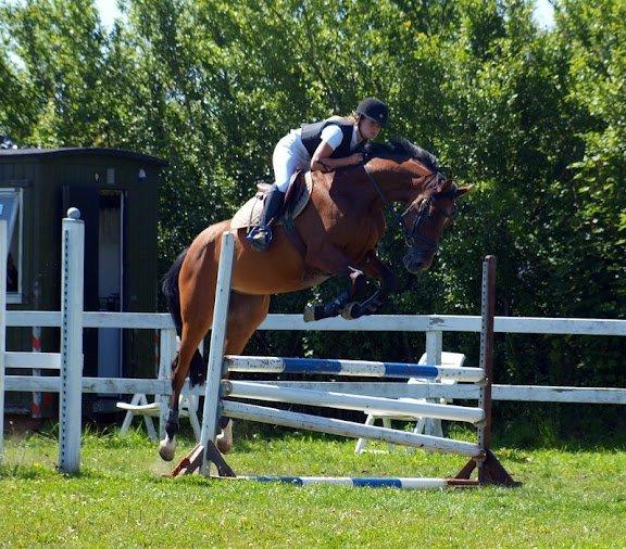 Dansk Varmblod Munknæss Aya-costa billede 8