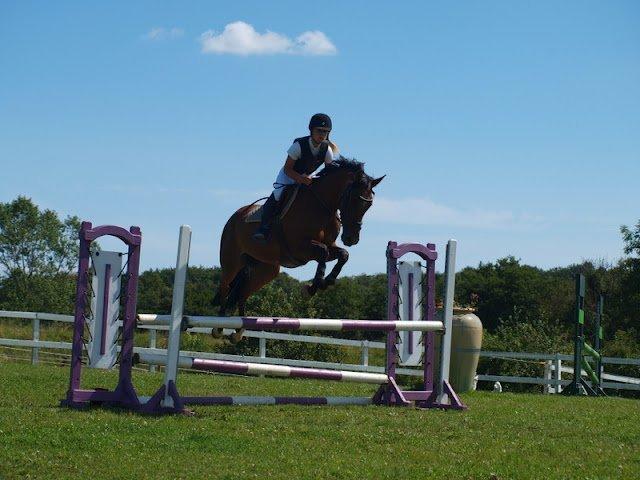 Dansk Varmblod Munknæss Aya-costa billede 9