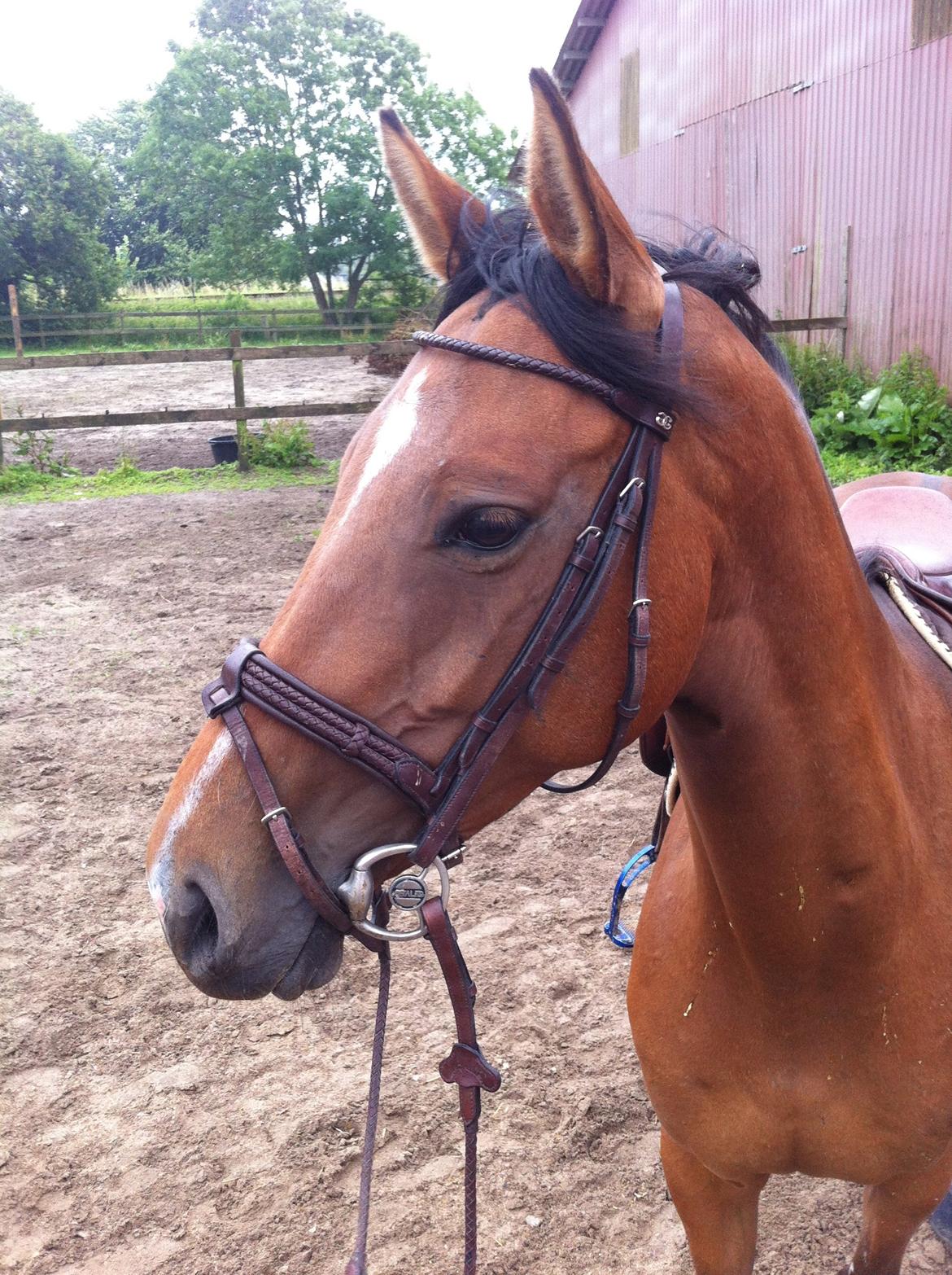 Dansk Varmblod Munknæss Aya-costa billede 10