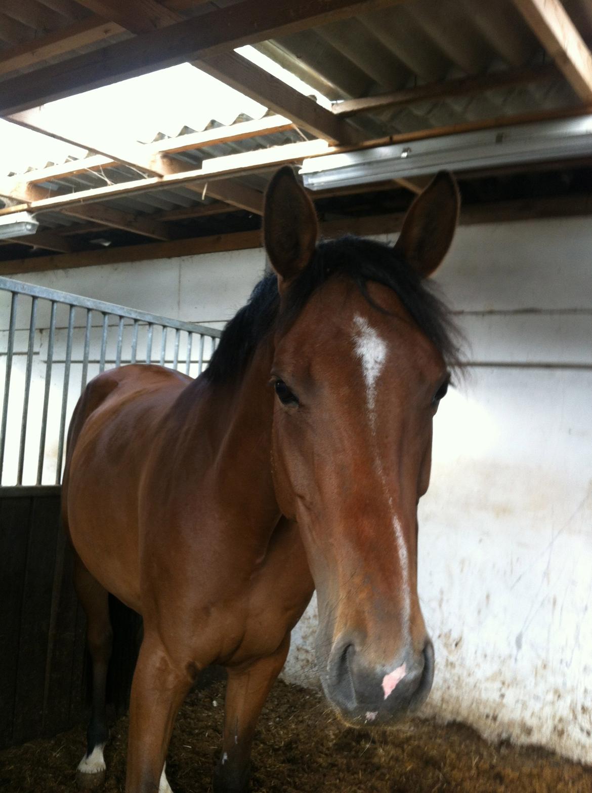 Dansk Varmblod Munknæss Aya-costa billede 11