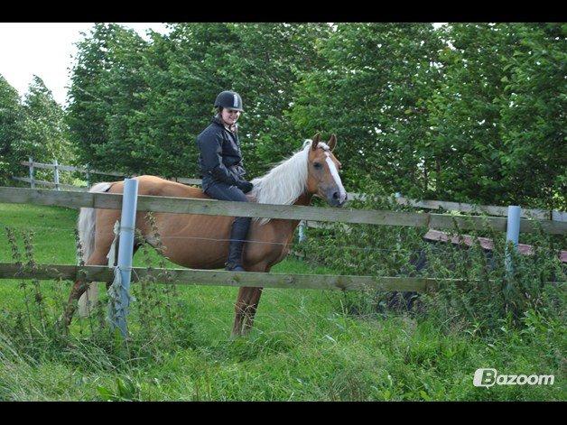 Haflinger Sofie - 
De bedste og smukkeste ting i verden kan hverken ses eller røres, de må opleves med hjertet.
Foto: MAL billede 16