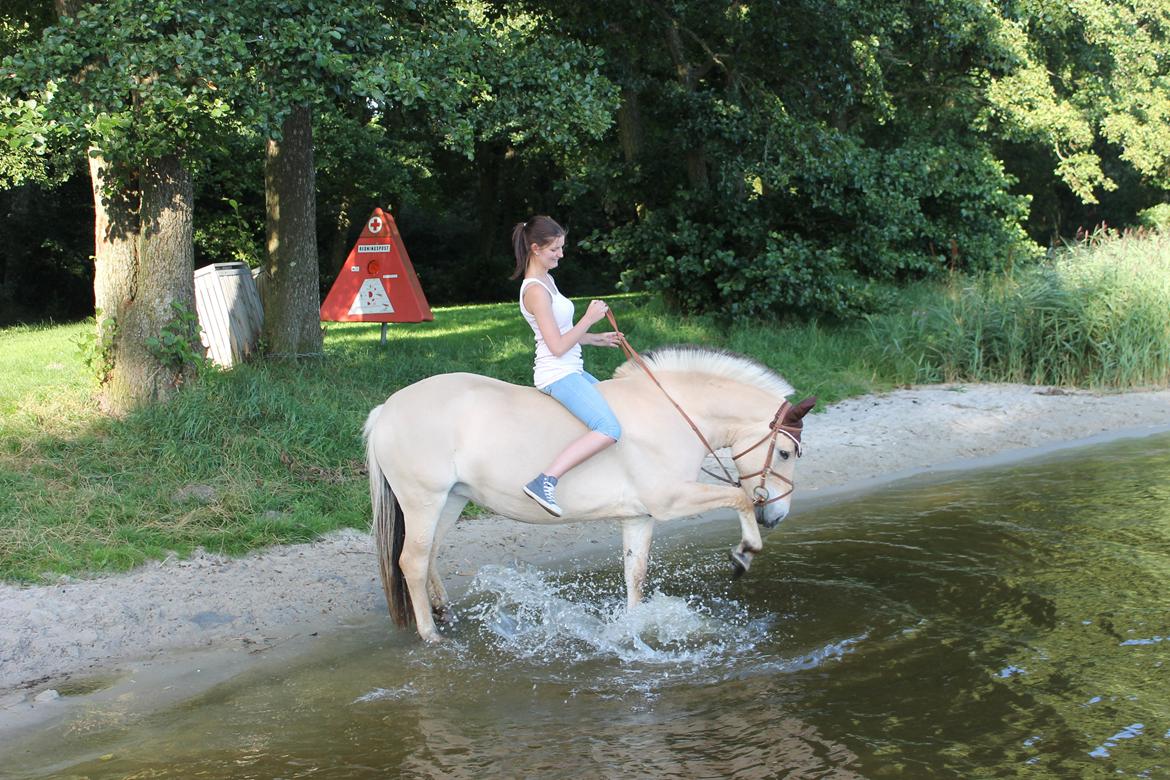Fjordhest Tulle (Min<3) - Henne og bade, d. 16/8-2012 Plask!, det kan vi li :D billede 2