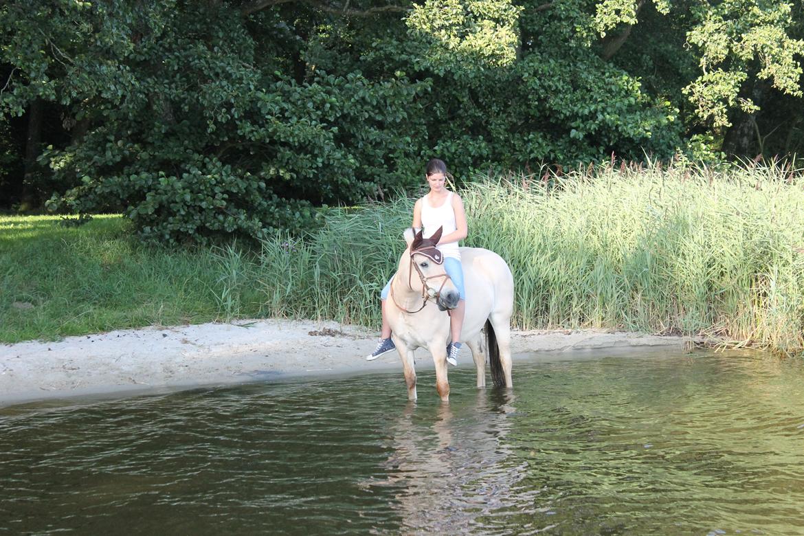 Fjordhest Tulle (Min<3) - Henne og bade, d. 16/8-2012 billede 1