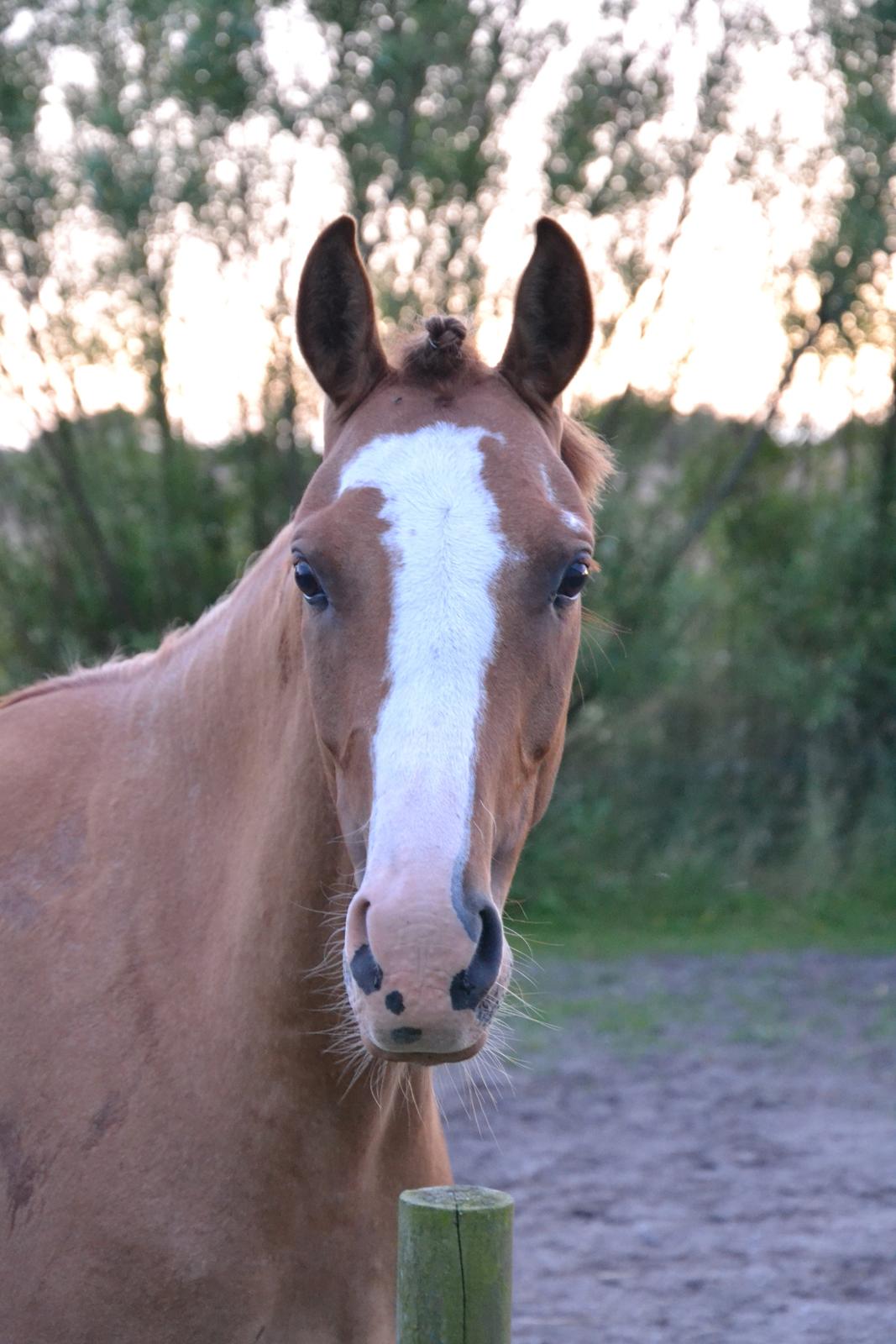 DSP Wissinggaards Dornik Special<3 - Du er altid så køn! 
FOTO:Mig billede 12
