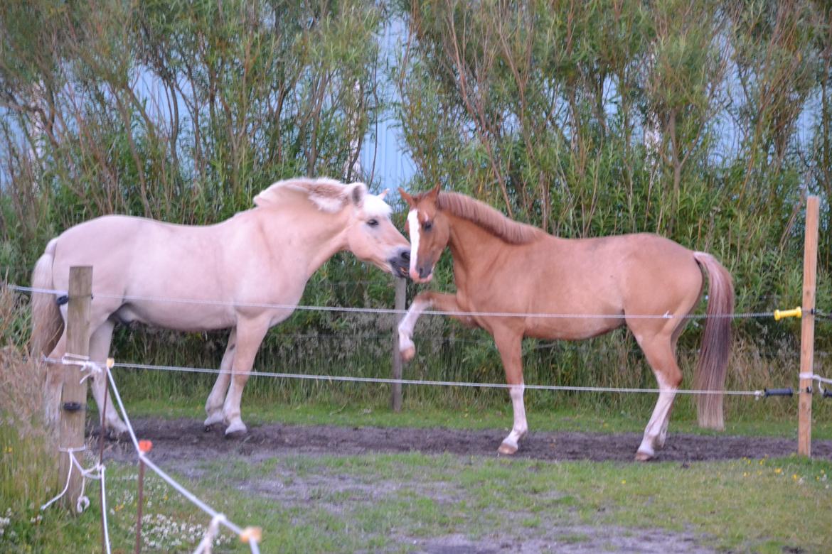 DSP Wissinggaards Dornik Special<3 - Haha, frække pony sammen med sin legekammerat;))FOTO:Mig
 billede 13