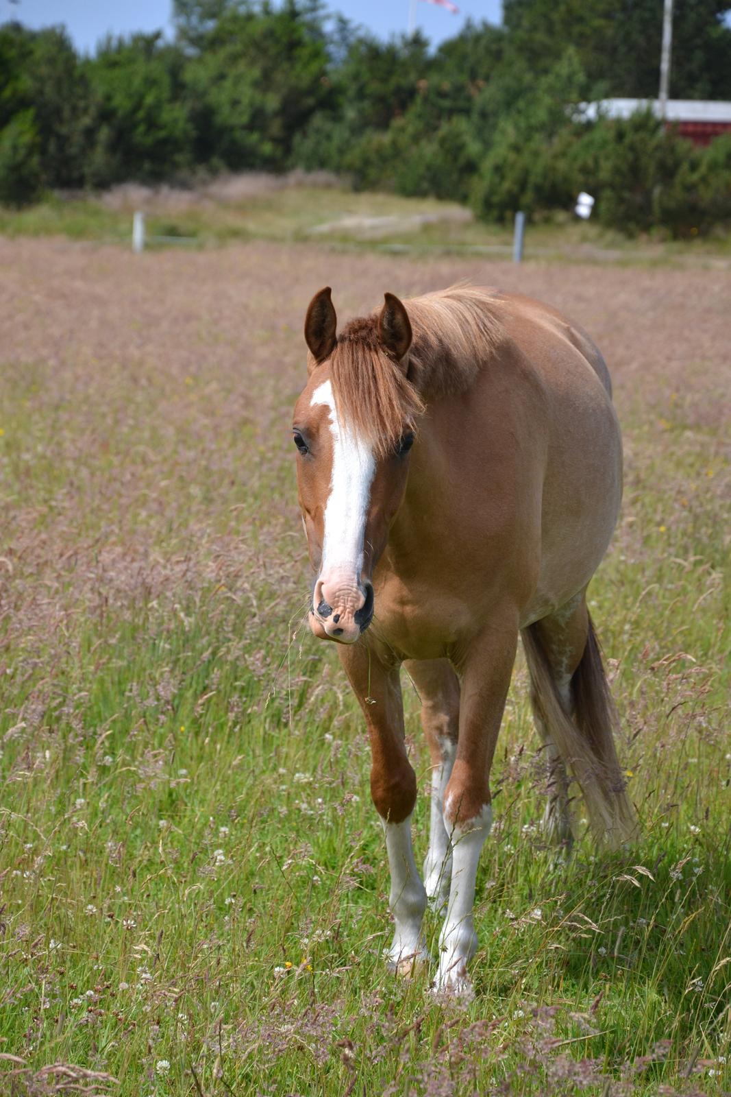 DSP Wissinggaards Dornik Special<3 - <3   FOTO:Mig billede 14