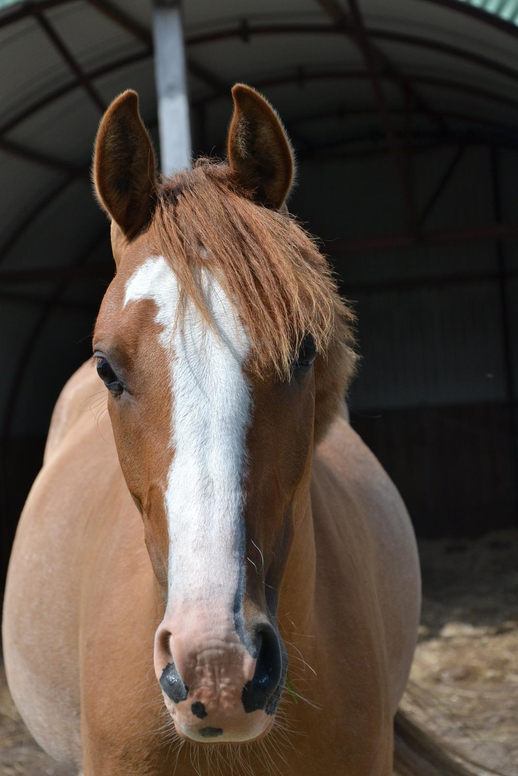 DSP Wissinggaards Dornik Special<3 - :-D  FOTO:Mig billede 15