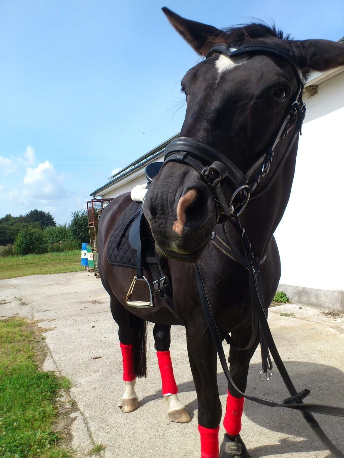 Dansk Varmblod Zsa zsa billede 13