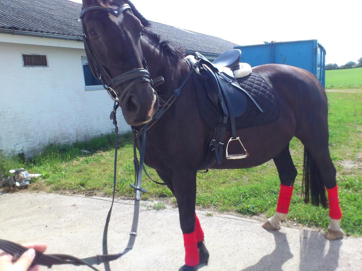 Dansk Varmblod Zsa zsa billede 14