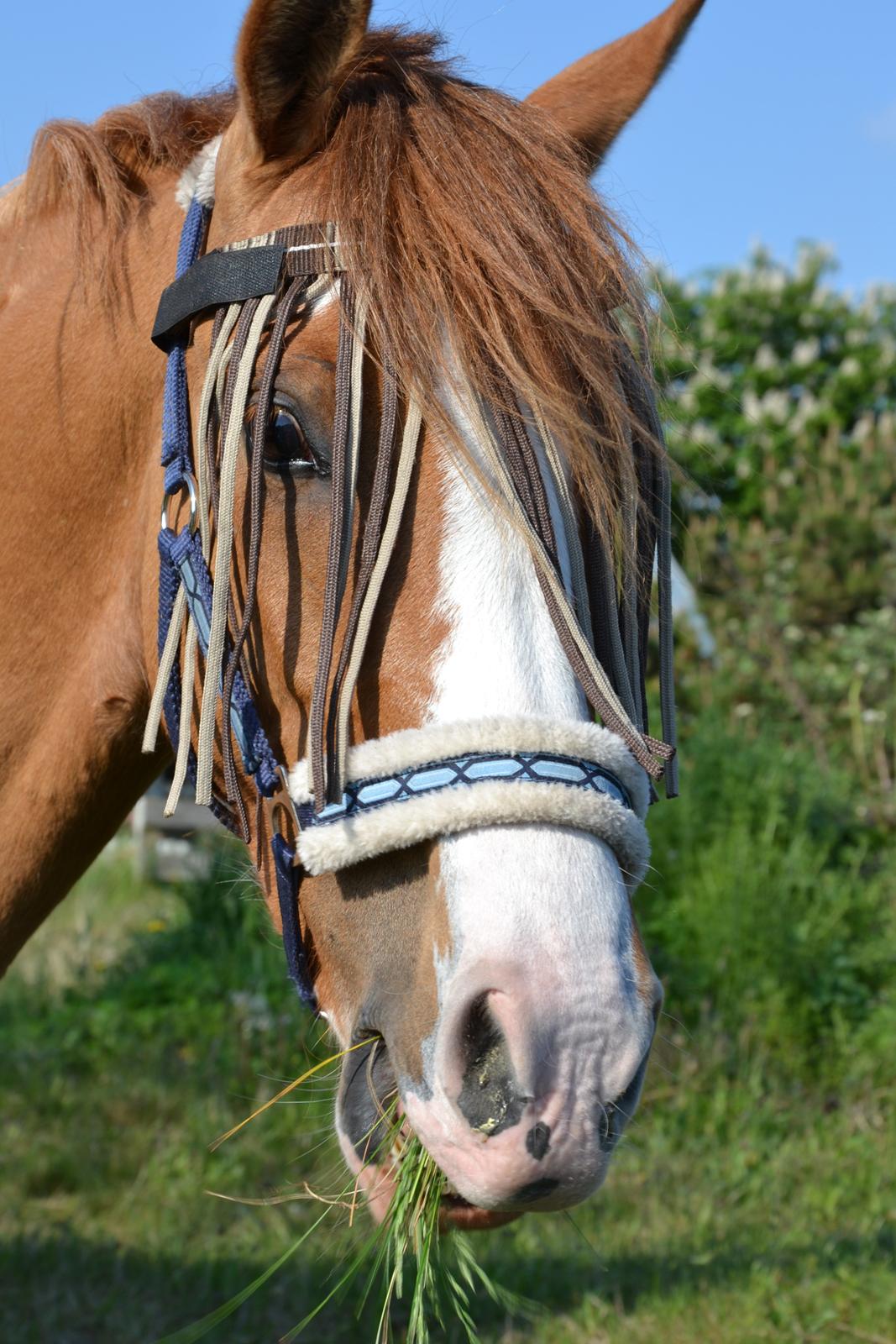 DSP Wissinggaards Dornik Special<3 - Dornik der lige er på besøg i vores have!
Du er simpelthen så charmerende!:-D
FOTO:Mig billede 16