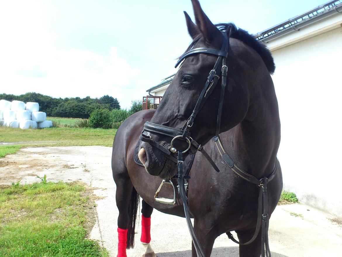 Dansk Varmblod Zsa zsa billede 15