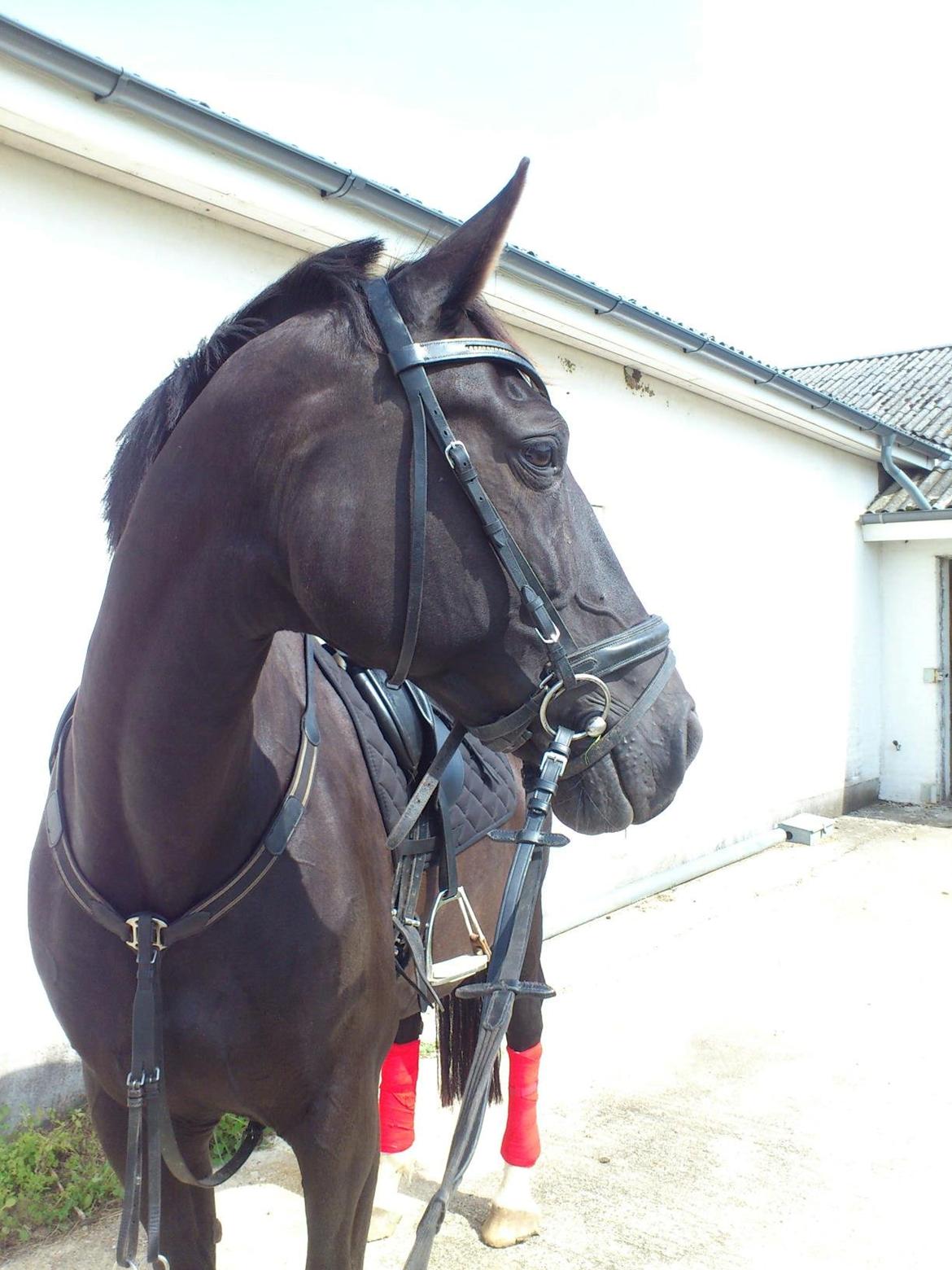 Dansk Varmblod Zsa zsa billede 16