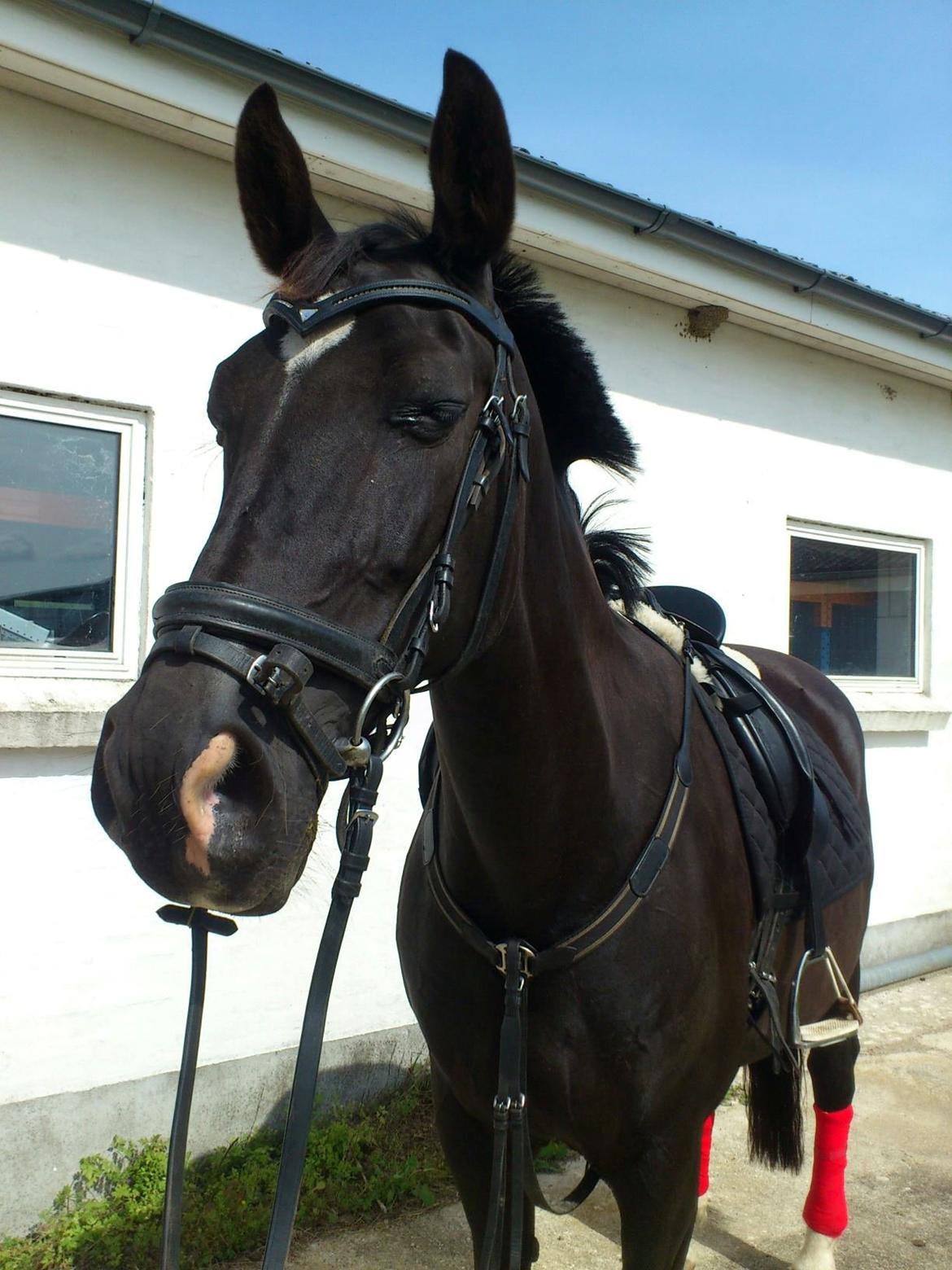 Dansk Varmblod Zsa zsa billede 3