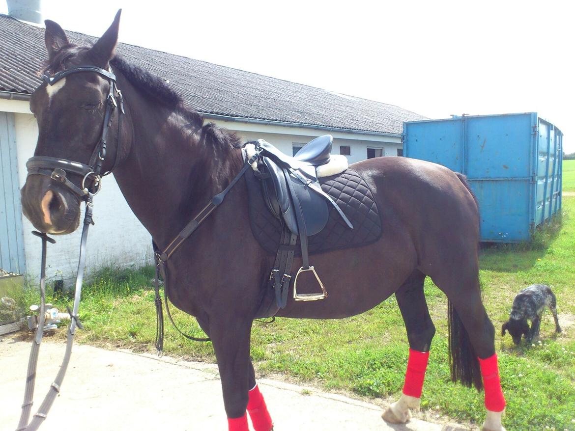 Dansk Varmblod Zsa zsa billede 17