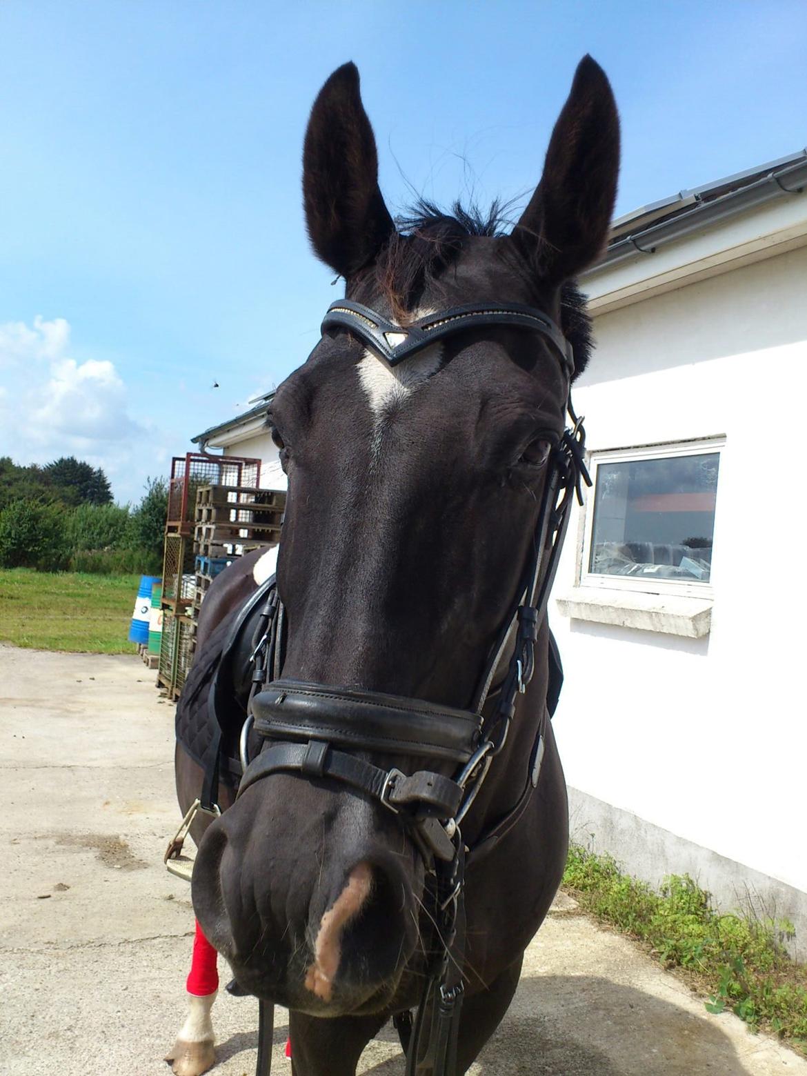 Dansk Varmblod Zsa zsa billede 18