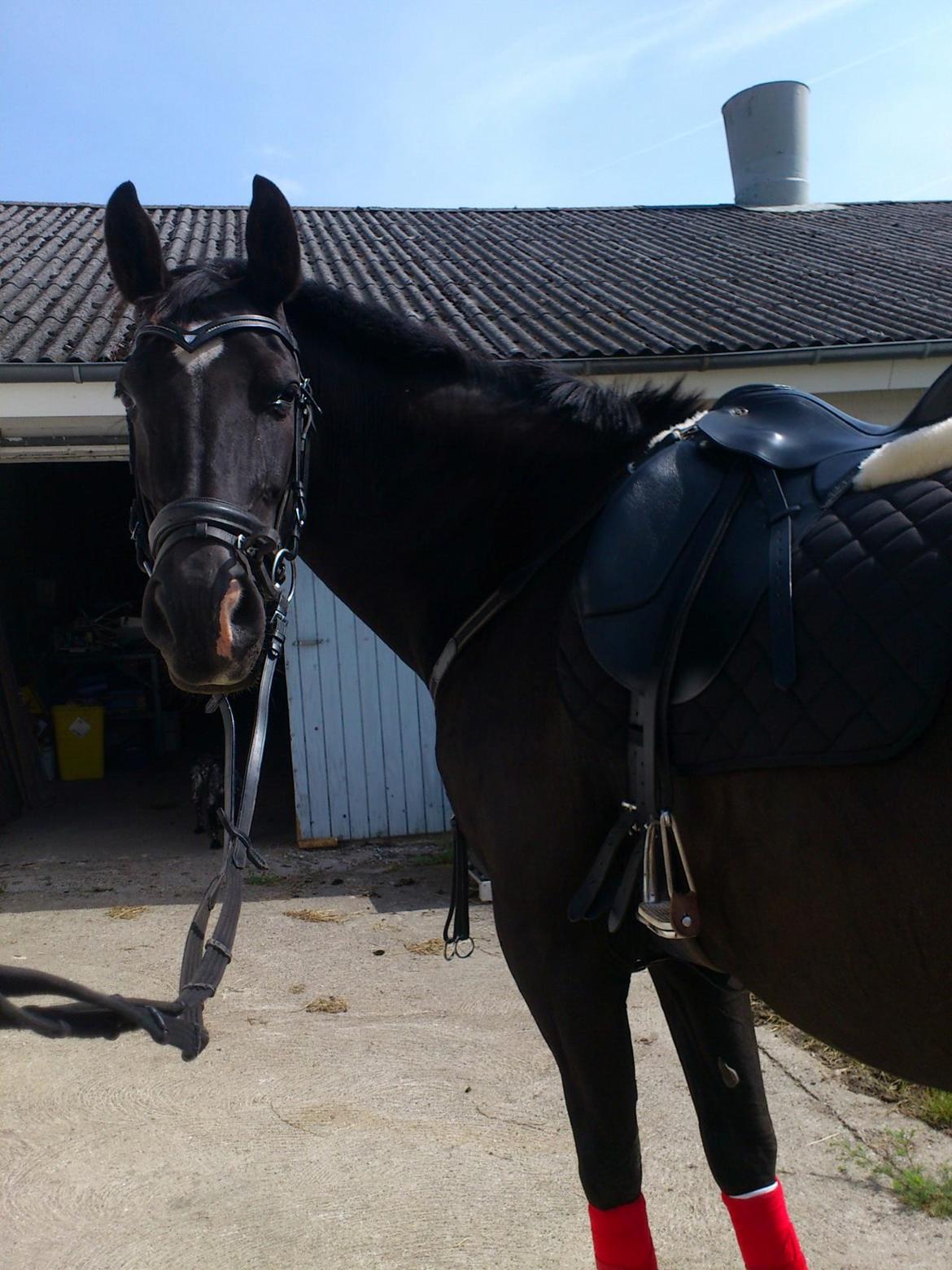 Dansk Varmblod Zsa zsa billede 19