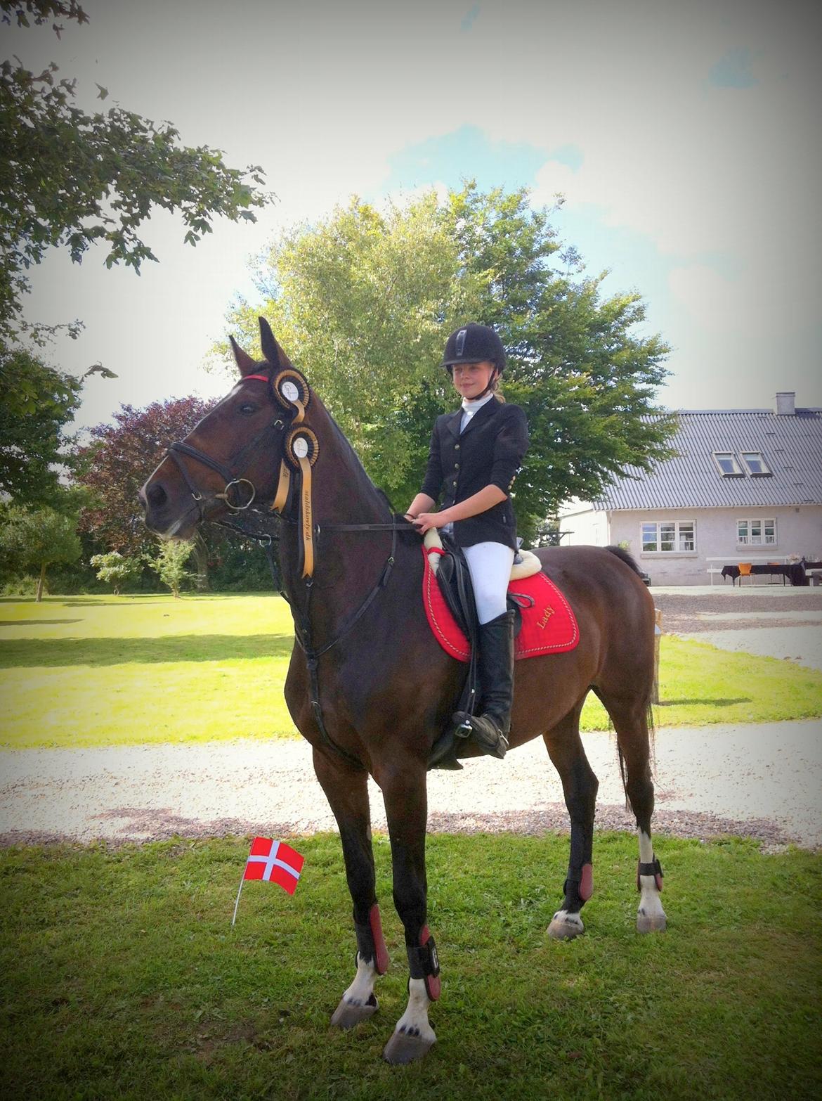 Dansk Varmblod Bjergmoses Lucky Lady - Stald Skovly billede 6