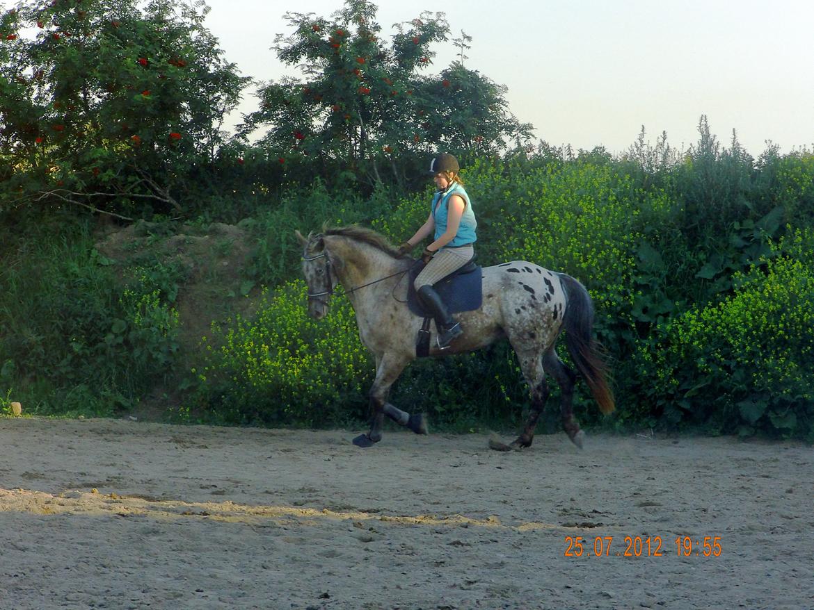 Knabstrupper valiente estrella (Villy) (RIP) d. 17/7-15 billede 4