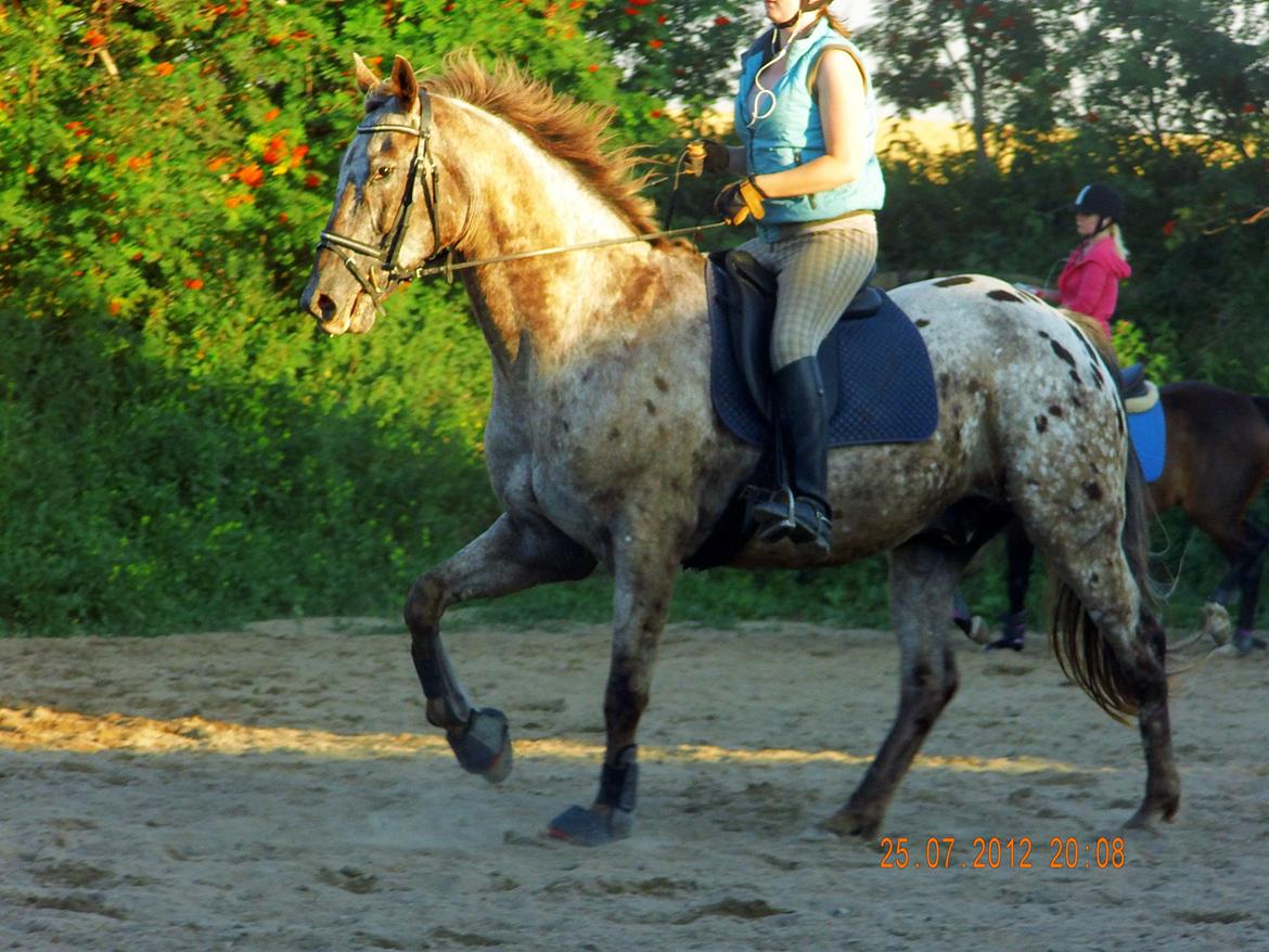 Knabstrupper valiente estrella (Villy) (RIP) d. 17/7-15 billede 5