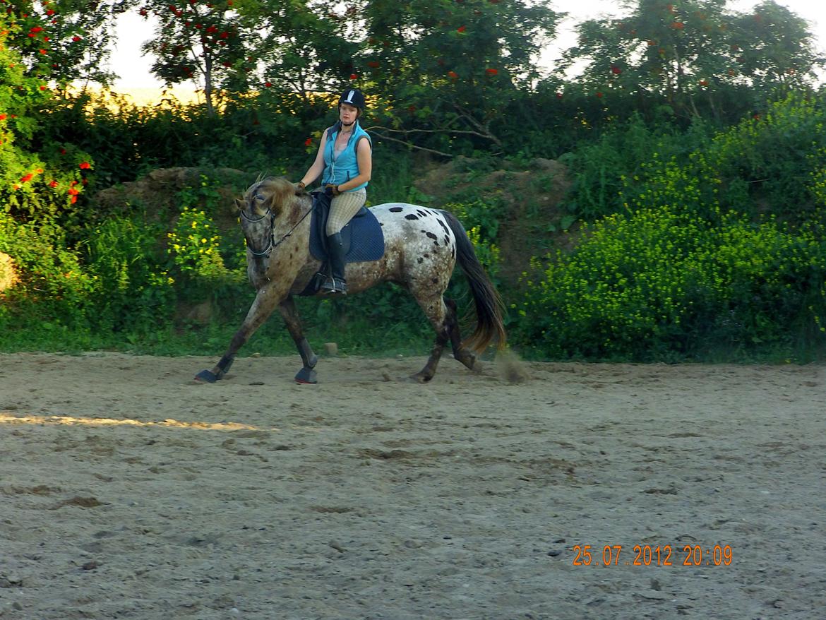 Knabstrupper valiente estrella (Villy) (RIP) d. 17/7-15 billede 6