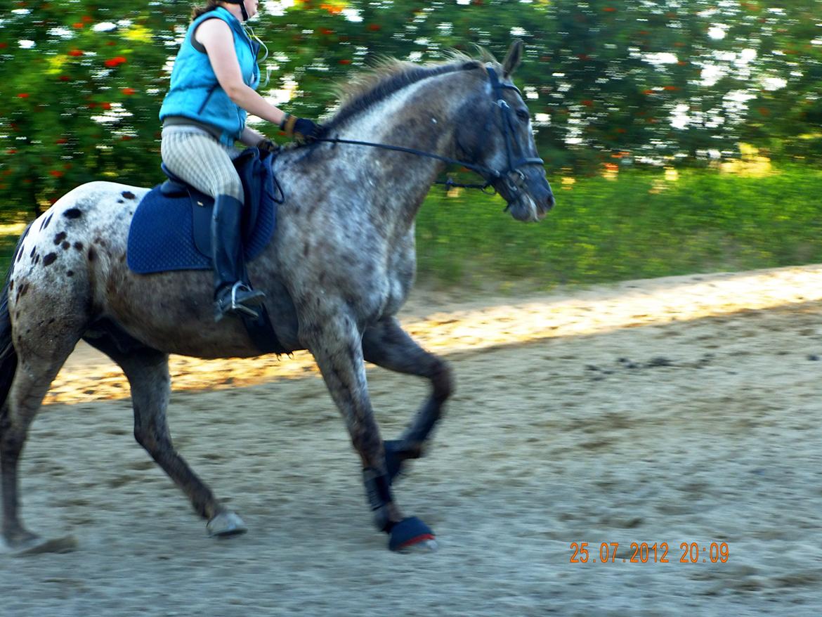 Knabstrupper valiente estrella (Villy) (RIP) d. 17/7-15 billede 7