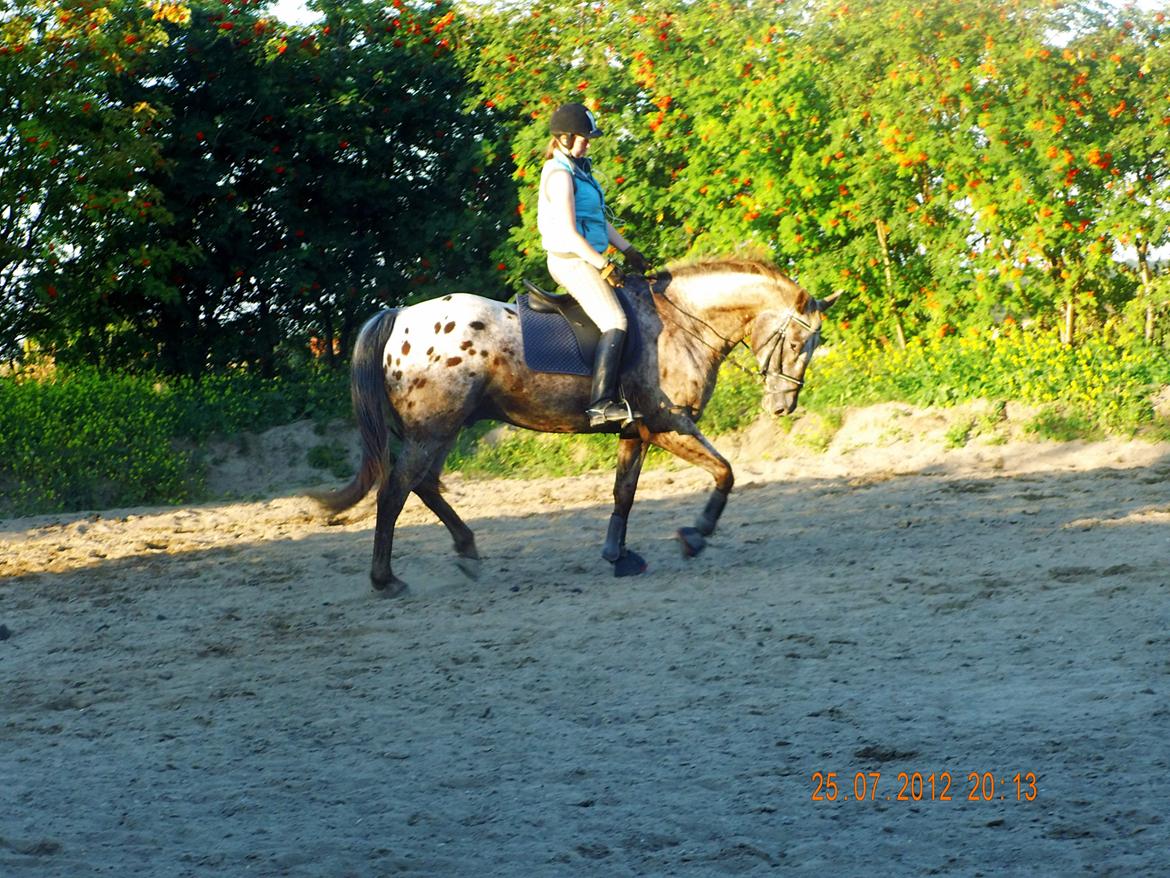 Knabstrupper valiente estrella (Villy) (RIP) d. 17/7-15 billede 8