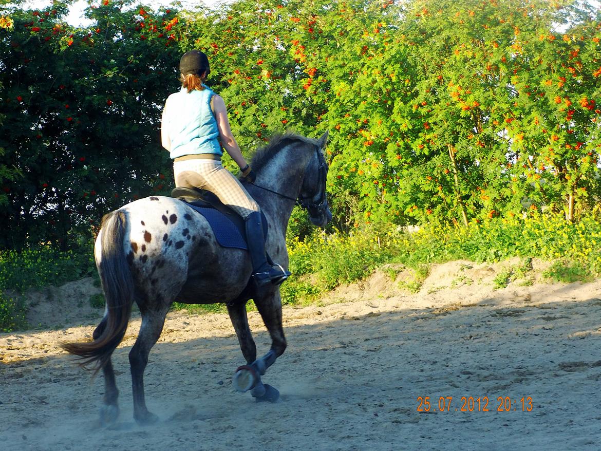 Knabstrupper valiente estrella (Villy) (RIP) d. 17/7-15 billede 9