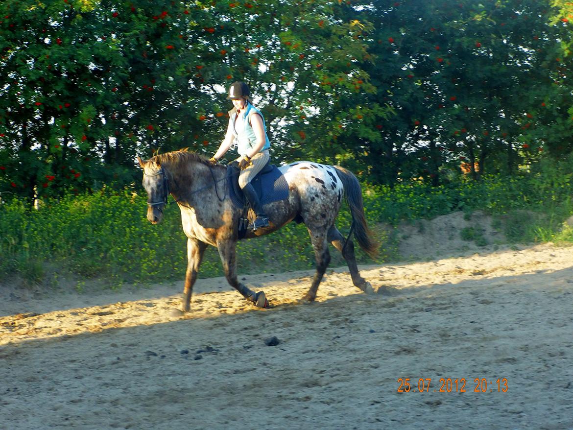 Knabstrupper valiente estrella (Villy) (RIP) d. 17/7-15 billede 10