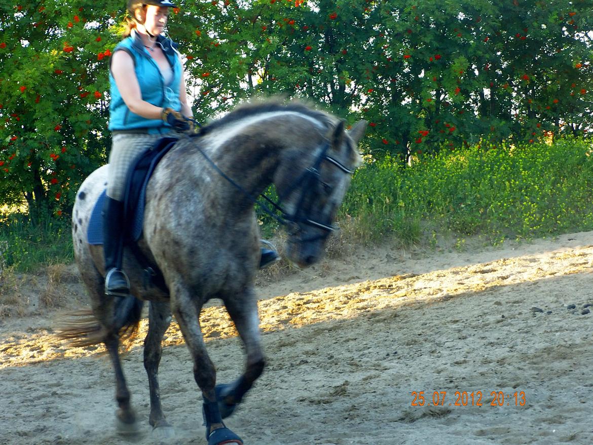 Knabstrupper valiente estrella (Villy) (RIP) d. 17/7-15 billede 11