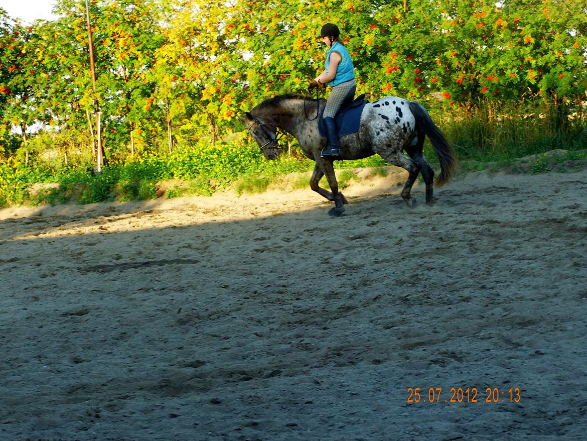 Knabstrupper valiente estrella (Villy) (RIP) d. 17/7-15 billede 12