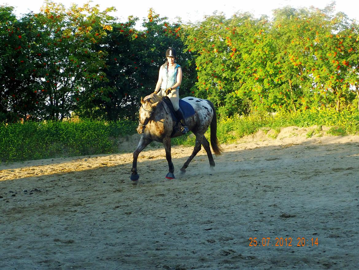 Knabstrupper valiente estrella (Villy) (RIP) d. 17/7-15 billede 13