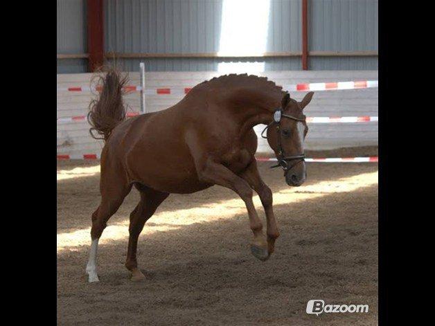Frederiksborg Østervangs Fleur De Lis billede 12