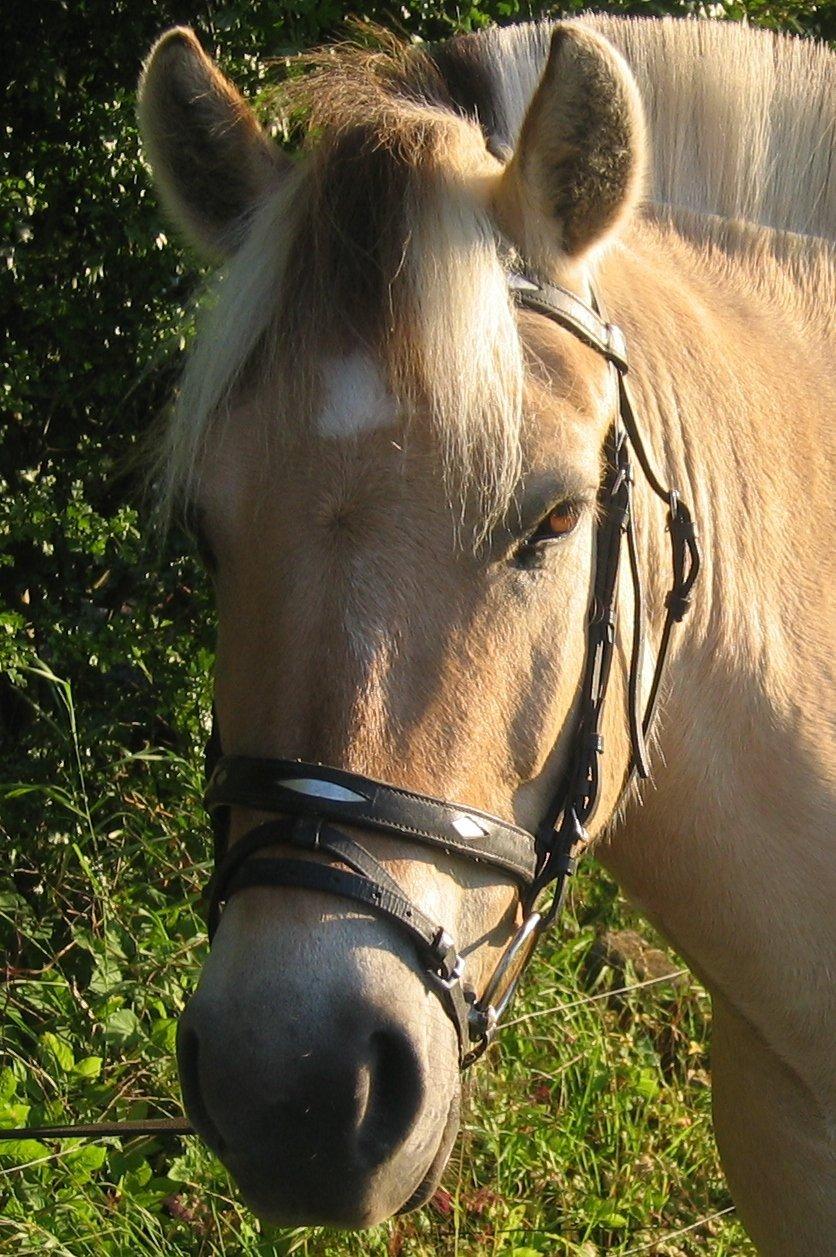 Fjordhest Zalto billede 9