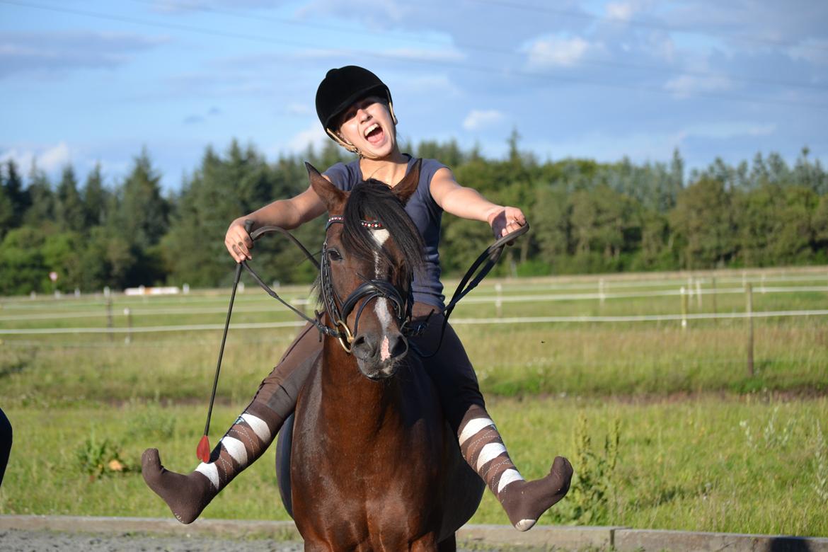 Hollandsk Sportspony Isabella Af Mindet billede 15