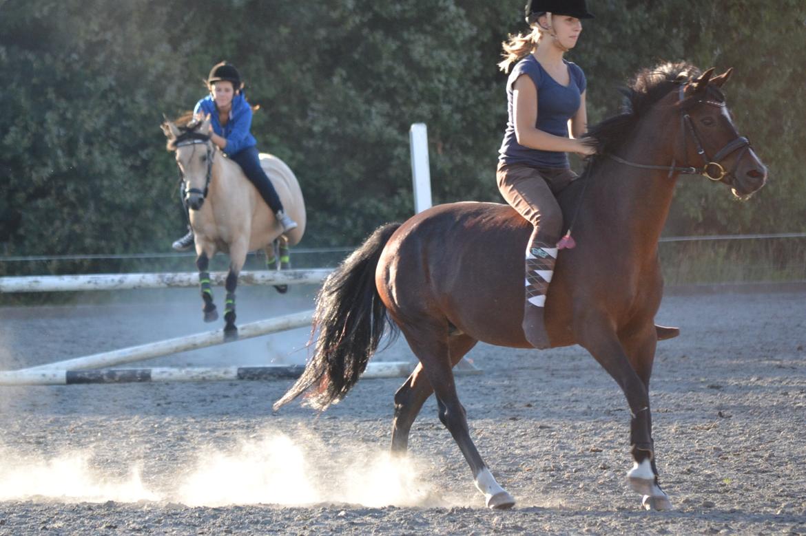 Hollandsk Sportspony Isabella Af Mindet billede 16